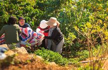 2 Days Authentic Dalat Coffee Farm & Hiking Experience