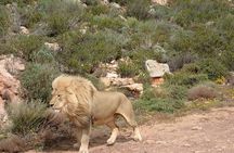 Aquila Safari Experience Full Day Tour from Cape Town