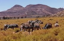 Aquila Big Five Safari Adventure Full Day Tour from Cape Town