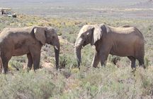 Aquila Big Five Safari Adventure Full Day Tour from Cape Town