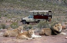 Aquila Safari Experience Full Day Tour from Cape Town
