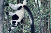 3 Days Andasibe Mantadia Private Tour