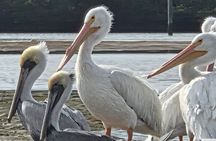 Tiki Pub Amazing Dolphin Eco Adventure