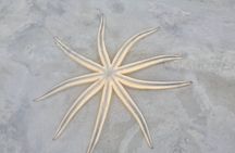 Tiki Pub Amazing Dolphin Eco Adventure