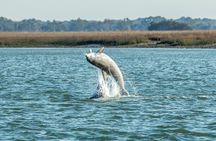 Dolphin Discovery Sunset Cruise