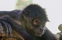 Wildlife Learning Adventure and Snorkeling in Akumal