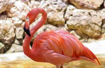 Wildlife Learning Adventure and Snorkeling in Akumal