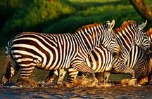 Half Day Tour To Lake Nakuru National Park From Nakuru