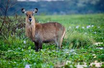 Half Day Tour To Lake Nakuru National Park From Nakuru