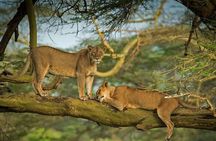 Half Day Tour To Lake Nakuru National Park From Nakuru