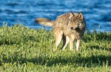 Private Yellowstone Wildlife Tour in the American Serengeti