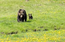 Private Yellowstone Wildlife Tour in the American Serengeti