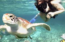 Yucatan Peninsula Full-Day Private Tour: Akumal, Tulum Ruins and Cenote Swim