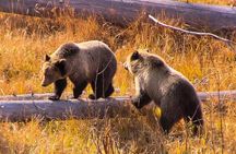 Private Yellowstone Wildlife Tour in the American Serengeti