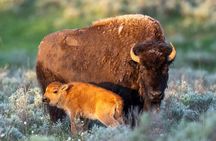 Private Yellowstone Wildlife Tour in the American Serengeti