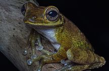 Manuel Antonio Night Walk Tour