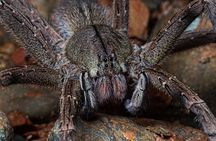 Manuel Antonio Night Walk Tour