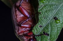 Manuel Antonio Night Walk Tour