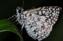 Finca Salamandra Jungle Tour