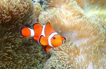 Miyakojima 《Encounter rate 100% ongoing》 [Sea Turtle & Clownfish Snorkeling] No additional fee｜Full refund guarantee｜1 year old OK｜Free rental and photography