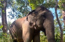 Care Elephants Chiangmai Half Day