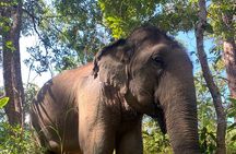 Care Elephants Chiangmai Half Day