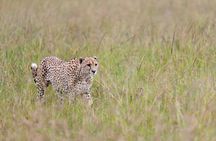 3 Day Amboseli Safari with Elephants and Kilimanjaro Views