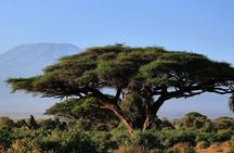 3 Day Amboseli Safari with Elephants and Kilimanjaro Views