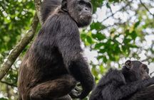 3 Days Queen Elizabeth National Park with Chimp Trekking