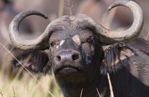 3 Days Queen Elizabeth National Park with Chimp Trekking