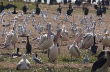 3 Days Queen Elizabeth National Park with Chimp Trekking