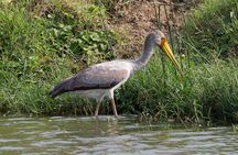 3 Days Queen Elizabeth National Park with Chimp Trekking