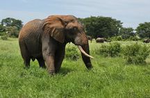 5 Days Budget safari from Mombasa and Diani 