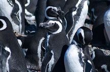 Beagle Channel and Penguin Island Navigation
