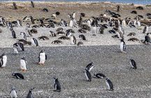 Beagle Channel and Penguin Island Navigation