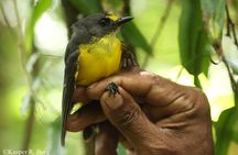 Samoa Full Day Bird Watching Tour with Local Guides