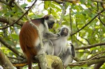 Jozani Forest, Salaam Cave and The Rock Restaurant in Zanzibar