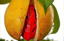 Zanzibar Spice Farm Private Tour with Pick Up