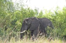 7 Days Midrange Safari with Big 5 and Primates 