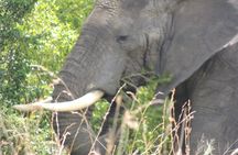 7 Days Midrange Safari with Big 5 and Primates 