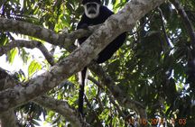 7 Days Midrange Safari with Big 5 and Primates