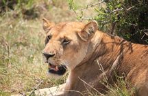 5Days Magical Wildlife Adventure