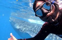 Swim with whale sharks on a private tour