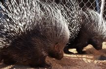 Exotic Animal Encounter - Largest Capybara Experience in the USA!
