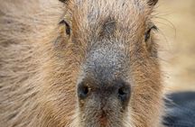 Exotic Animal Encounter - Largest Capybara Experience in the USA!