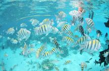 Private Half Day Stingray City, Snorkeling & Starfish Point