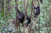 Gombe Chimpanzee Safari & Livingstone History | 4 Days