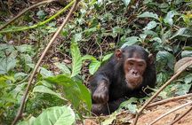 Gombe Chimpanzee Safari & Livingstone History | 4 Days