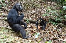 Gombe Chimpanzee Safari & Livingstone History | 4 Days