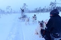 Husky Farm Visit & Sled Ride Experience